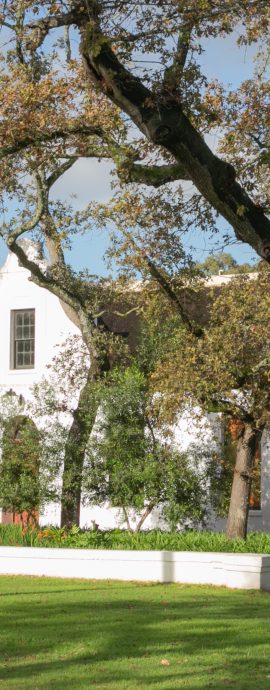 Spier Cape Dutch Homestead Surrounded by Oak Trees